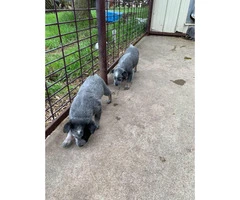 Blue Heeler Puppies for sale one male and five females - 4