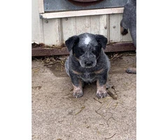 Blue Heeler Puppies for sale one male and five females - 5