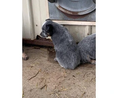 Blue Heeler Puppies for sale one male and five females - 6