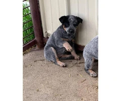 Blue Heeler Puppies for sale one male and five females - 7