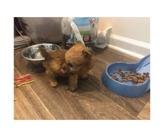 Yorkie maltese mix puppies to rehome - 2