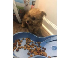 Yorkie maltese mix puppies to rehome - 3