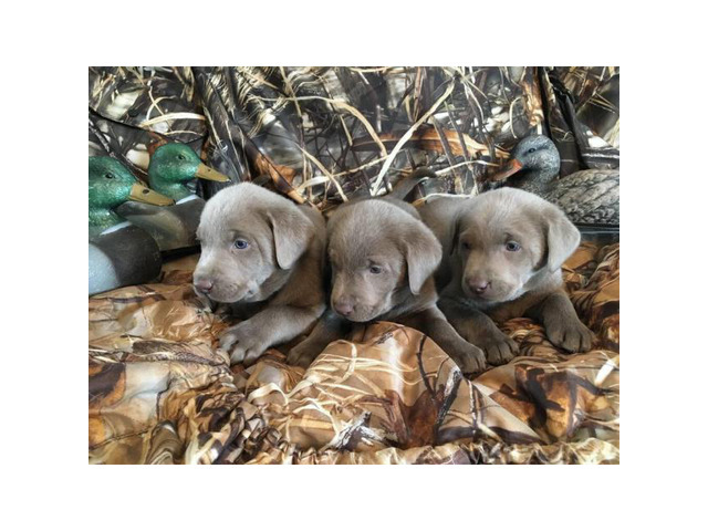 AKC Silver labrador puppies for sale in Boise, Idaho