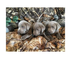 AKC Silver labrador puppies for sale