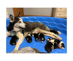 6 boys and 2 girls Siberian Huskies for Sale