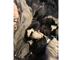 6 boys and 2 girls Siberian Huskies for Sale