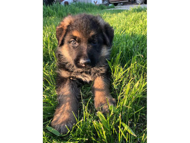 20 HQ Images Purebred German Shepherd Puppies For Sale : 8 week old purebred German Shepherd puppies for sale in ...