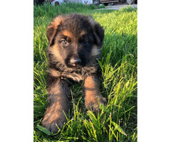 8 Week Old Purebred German Shepherd Puppies For Sale In Rochester Minnesota Puppies For Sale Near Me