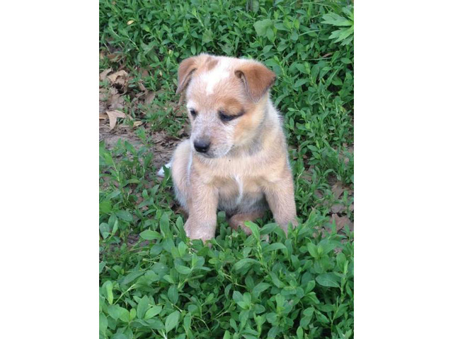 6 weeks old Heeler pups excellent farm dogs in South Australia