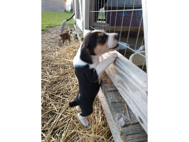 mountain cur for sale near me
