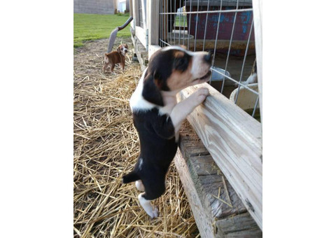 Registered Mountain cur puppies