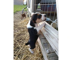 Registered Mountain cur puppies