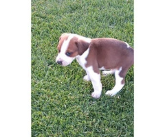 Registered Mountain cur puppies - 3