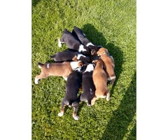 Registered Mountain cur puppies - 4