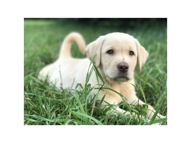 47 Best Images English Lab Puppies For Sale Near Me : 6 chocolate AKC Lab Puppies in Ledbetter, Texas - Puppies ...