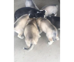 Full bred Huskies for Sale - 4