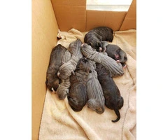 Cane Corso available for rehome (5 males and 4 females) - 1
