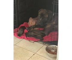 Cane Corso available for rehome (5 males and 4 females) - 2