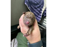 11 Labrador Retriever babies Limited or Full AKC