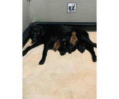 11 Labrador Retriever babies Limited or Full AKC - 3