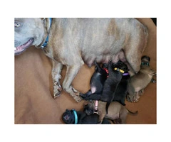 4 females American Bully puppies available - 2