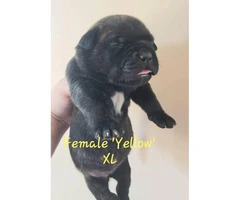 4 females American Bully puppies available - 5