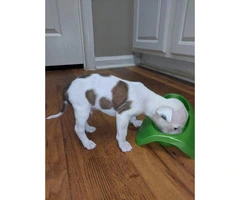 6 week old american bulldog puppies need a good home - 9