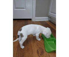 6 week old american bulldog puppies need a good home - 10