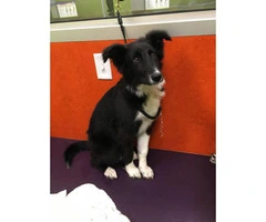 4 month old Border Collie puppy - 1