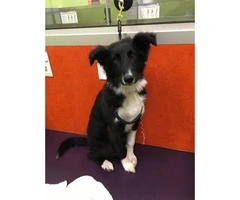 4 month old Border Collie puppy - 2
