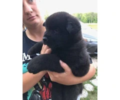 Fully blooded Akita pups 6 weeks old