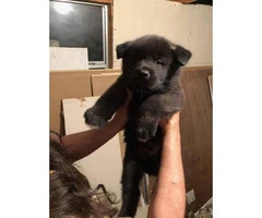 Fully blooded Akita pups 6 weeks old - 3