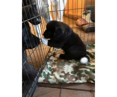 Fully blooded Akita pups 6 weeks old - 5