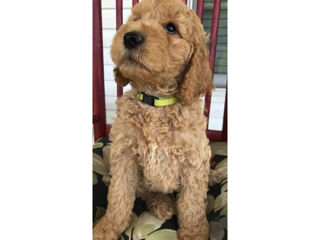 akc poodle puppies for sale