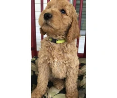 AKC Standard poodles for sale 2 males and ! female