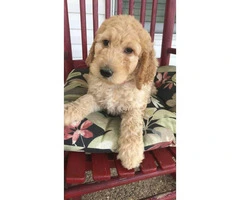 AKC Standard poodles for sale 2 males and ! female - 2