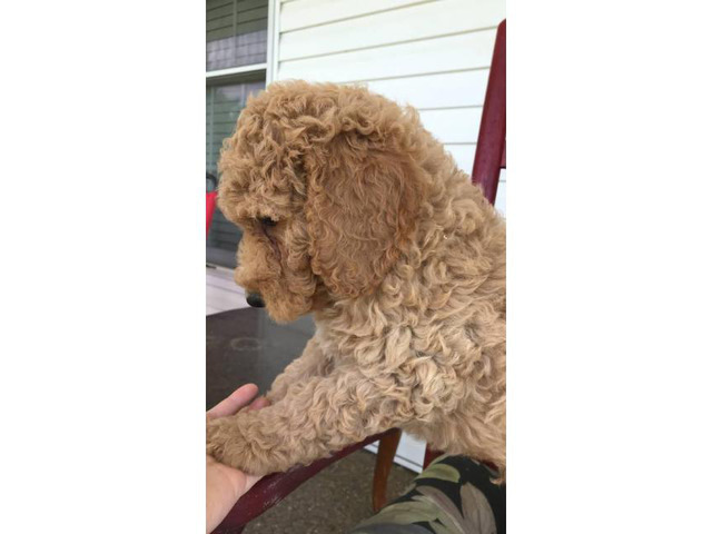 AKC Standard poodles for sale 2 males and ! female in ...