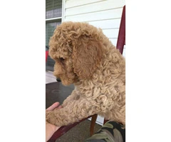 AKC Standard poodles for sale 2 males and ! female - 3