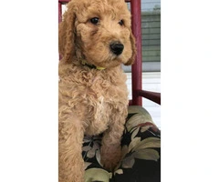 AKC Standard poodles for sale 2 males and ! female - 4