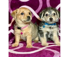 2 Yorkie / wire haired terrier Mixed puppies