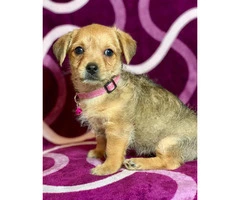 2 Yorkie / wire haired terrier Mixed puppies - 2