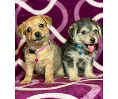 2 Yorkie / wire haired terrier Mixed puppies - 3