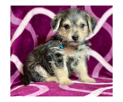 2 Yorkie / wire haired terrier Mixed puppies - 4