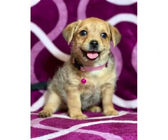 2 Yorkie / wire haired terrier Mixed puppies - 6