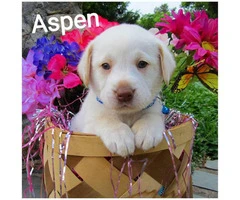 5 AKC registered Labrador retriever puppies - 1