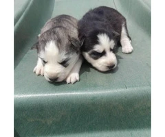 6 beautiful AKC registered Siberian Husky puppies - 3