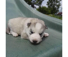 6 beautiful AKC registered Siberian Husky puppies - 4