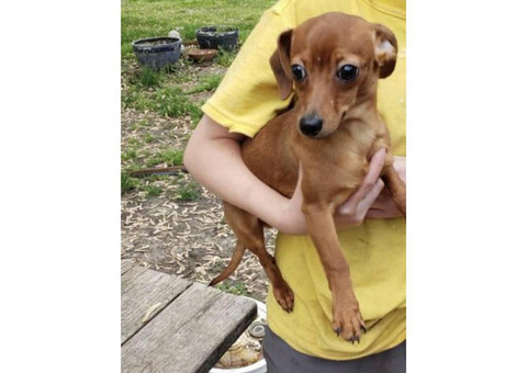 One male greyhound/dachshund mix puppy