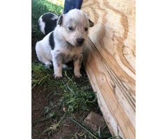 1 male and 4 female blue heeler puppies - 2
