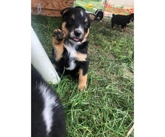 1 male and 4 female blue heeler puppies - 4